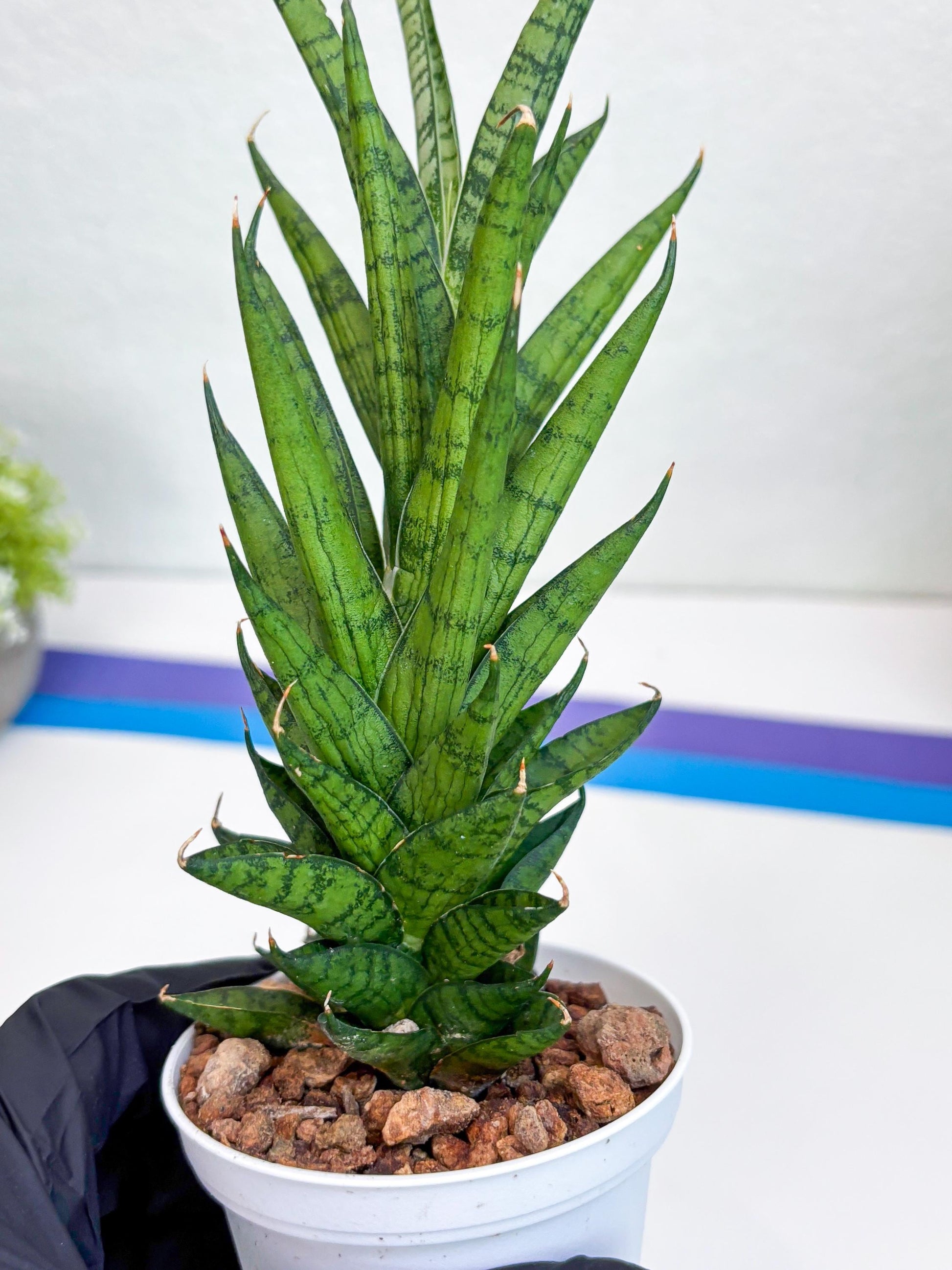 Sansevieria Keshya (#H12) | Imported Plants | Rare Hybrid Species