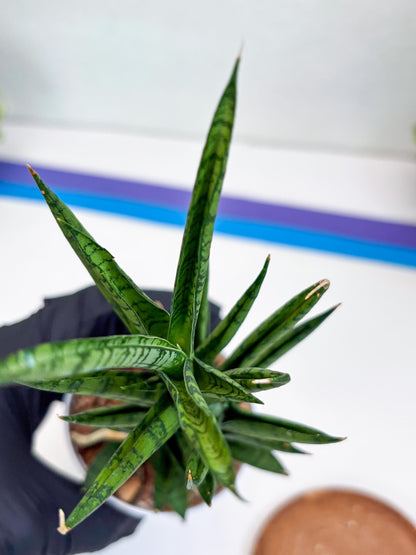 Sansevieria Keshya (#H12) | Imported Plants | Rare Hybrid Species