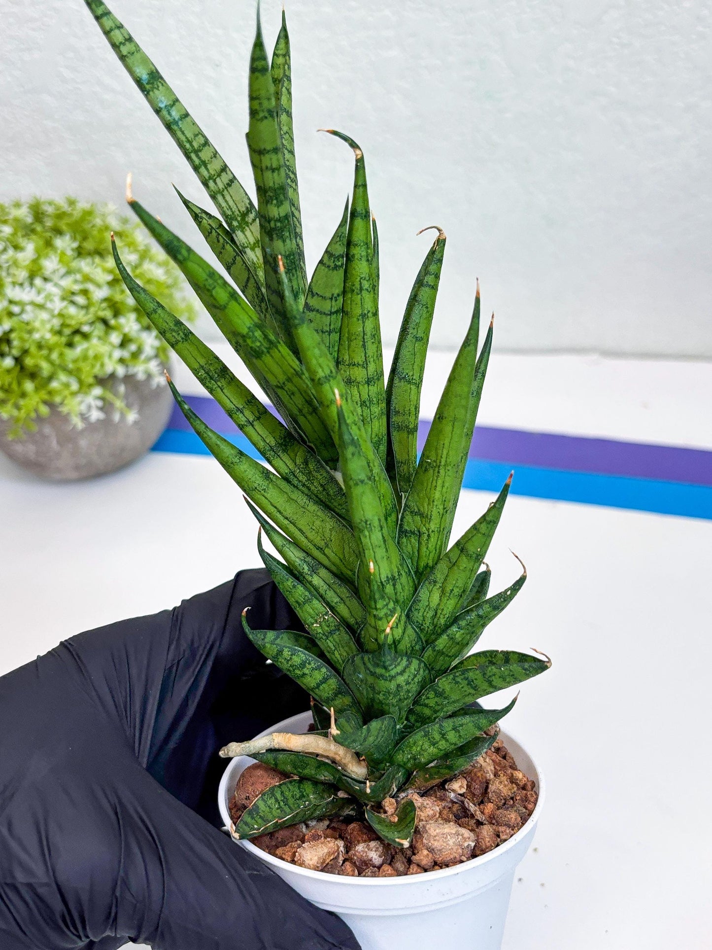 Sansevieria Keshya (#H12) | Imported Plants | Rare Hybrid Species