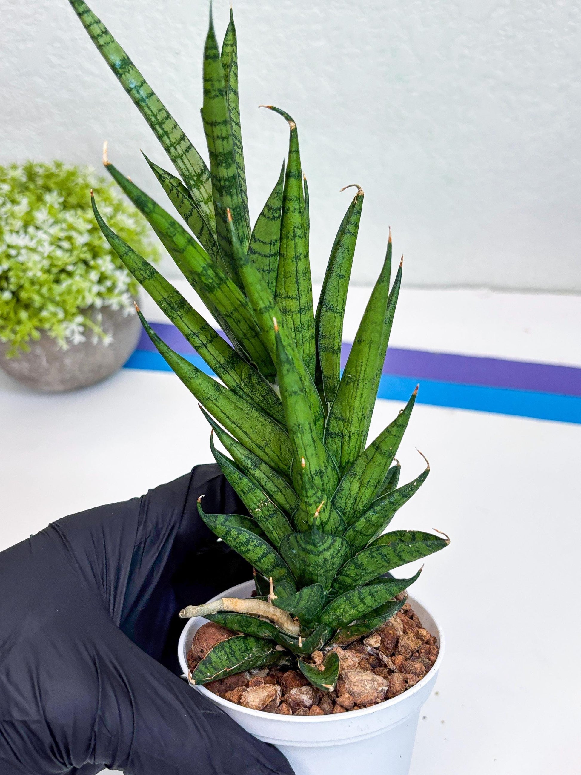 Sansevieria Keshya (#H12) | Imported Plants | Rare Hybrid Species