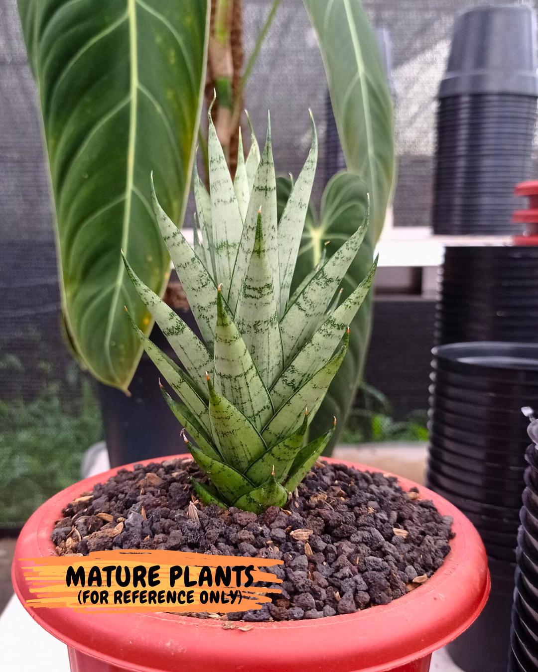 Sansevieria Keshya (#H12) | Imported Plants | Rare Hybrid Species