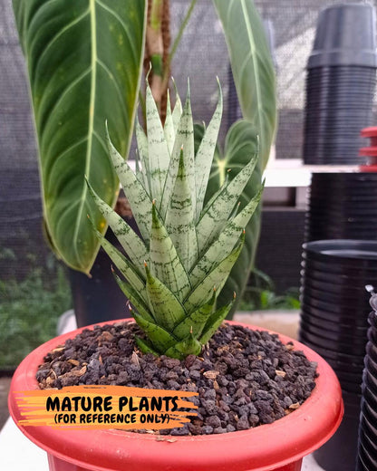 Sansevieria Keshya (#H12) | Imported Plants | Rare Hybrid Species