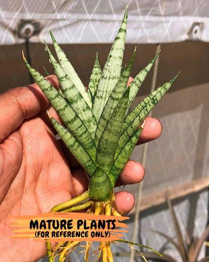 Sansevieria Keshya (#H12) | Imported Plants | Rare Hybrid Species