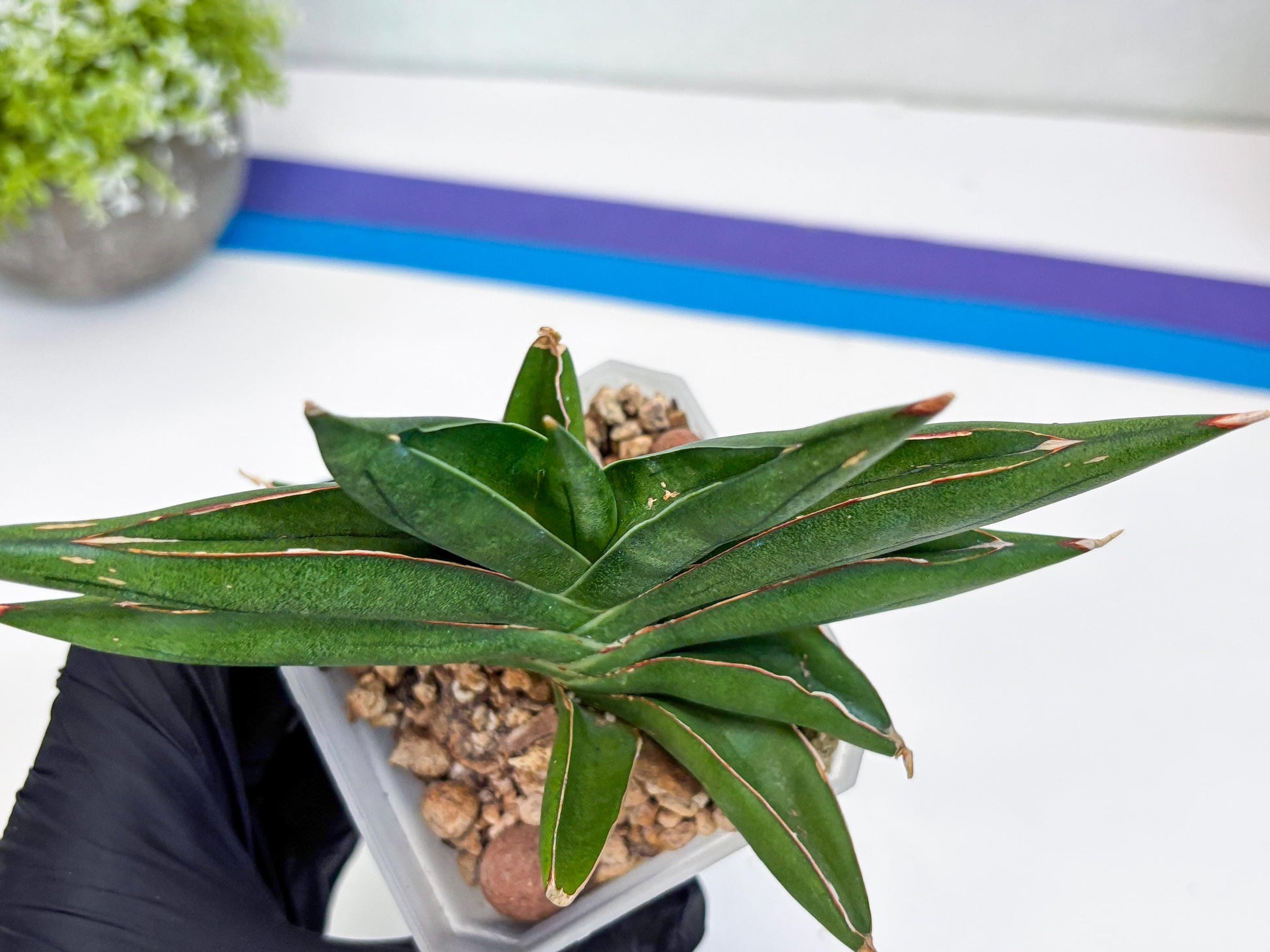 Sansevieria Robo (#H15) | Imported Plants | Rare Hybrid Species