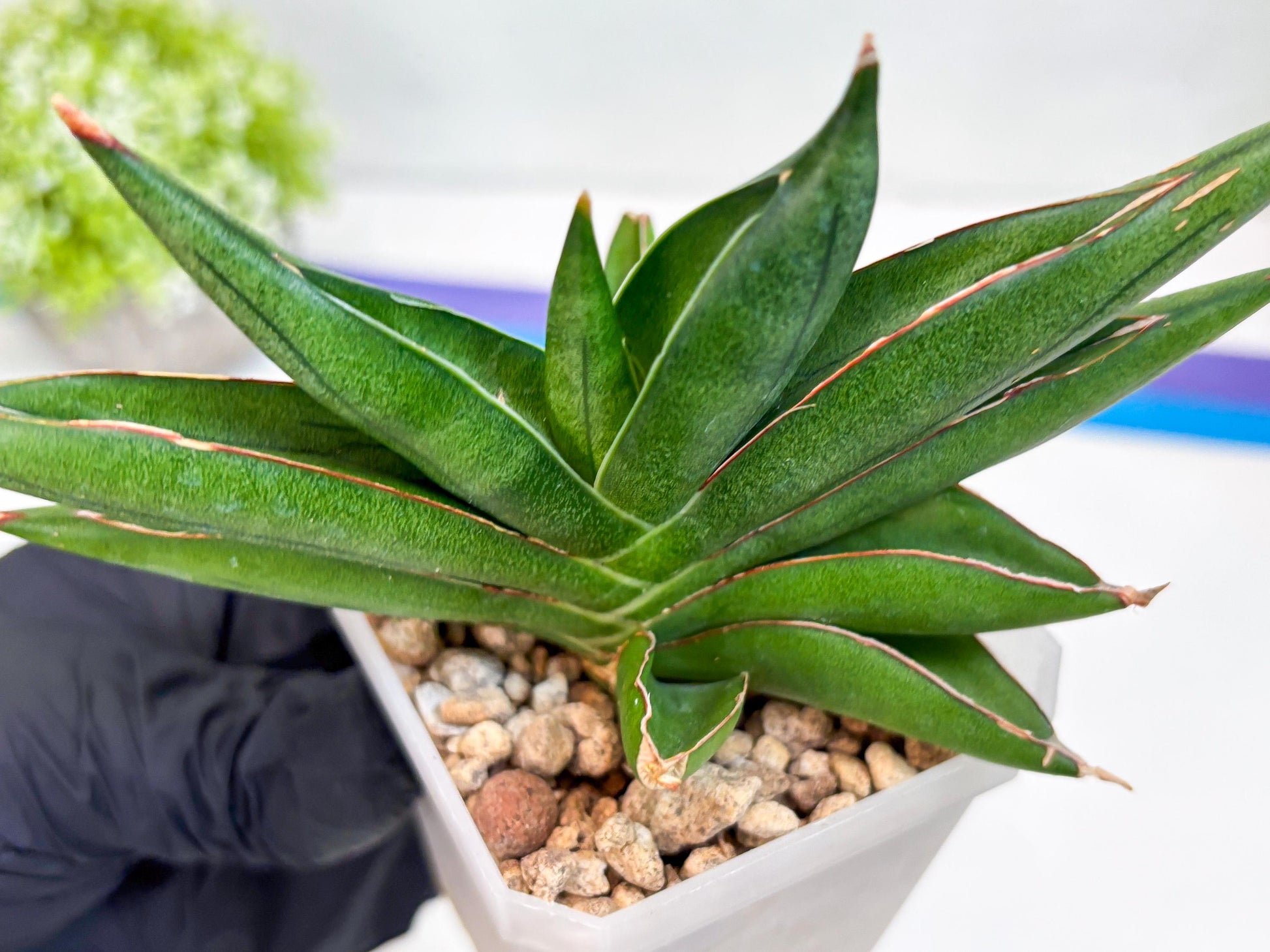 Sansevieria Robo (#H15) | Imported Plants | Rare Hybrid Species
