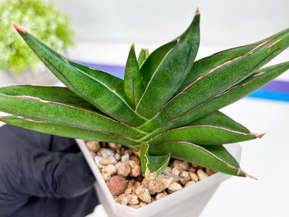 Sansevieria Robo (#H15) | Imported Plants | Rare Hybrid Species