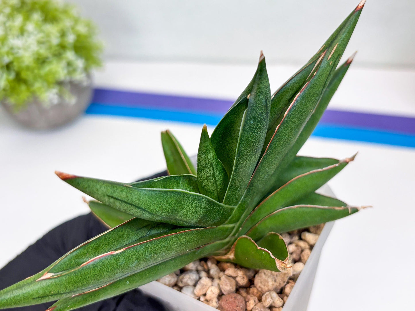 Sansevieria Robo (#H15) | Imported Plants | Rare Hybrid Species