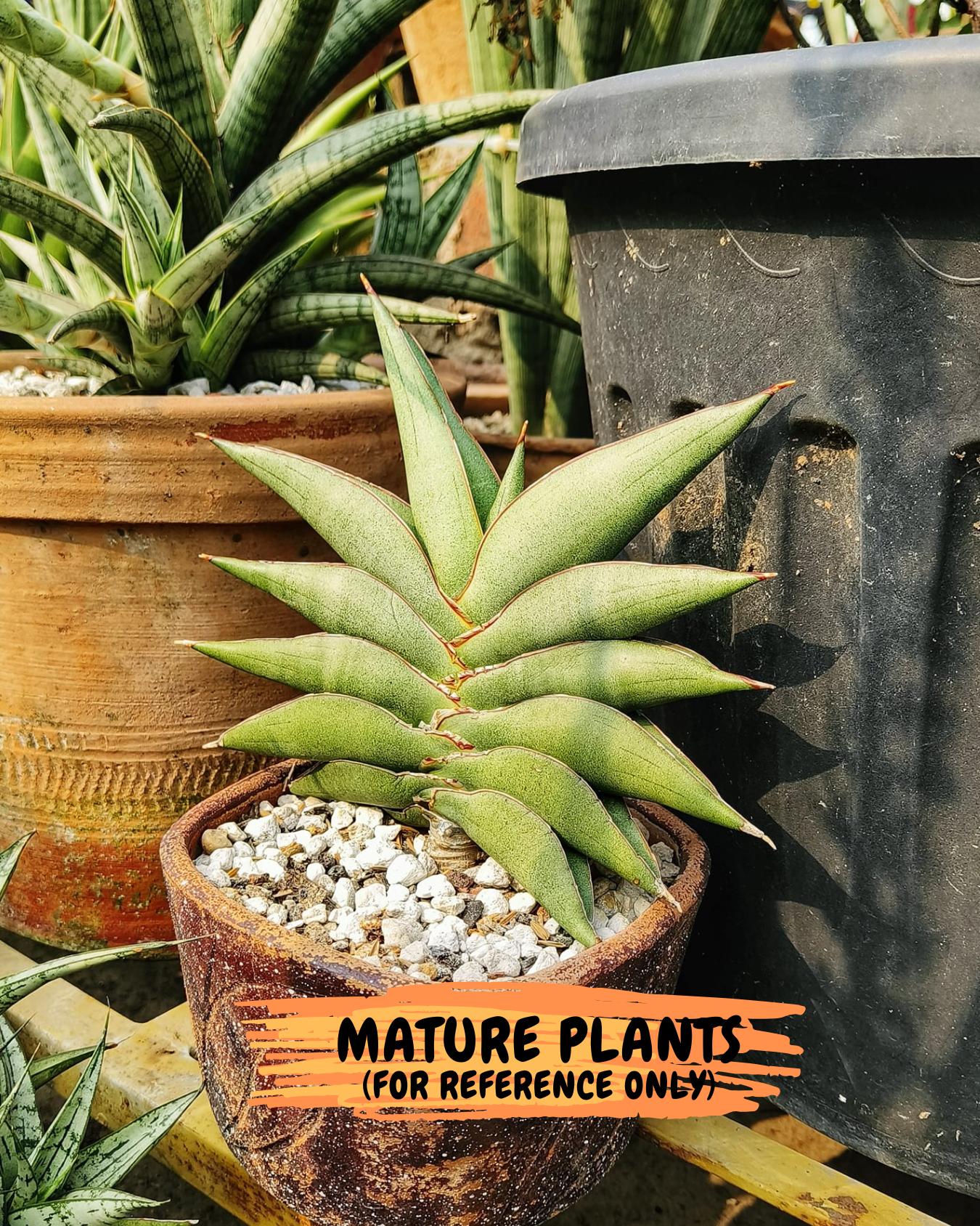 Sansevieria Robo (Ha15) (b) | Rare Hybrid Species