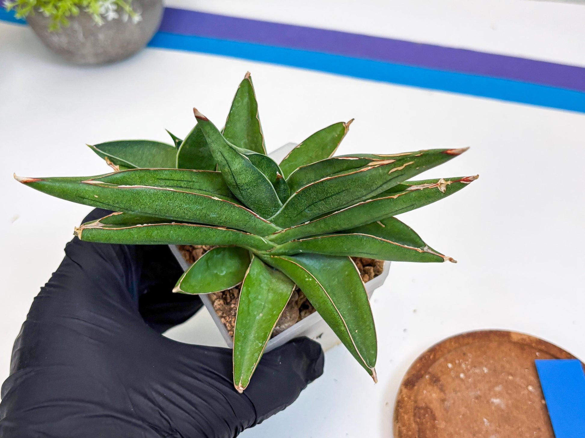 Sansevieria Robo (Ha15) (b) | Rare Hybrid Species