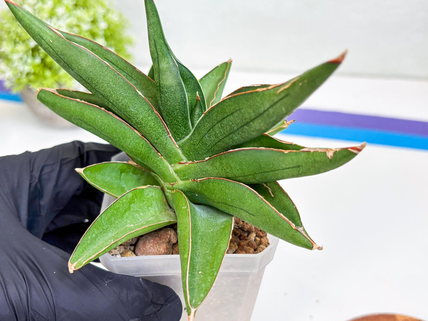 Sansevieria Robo (Ha15) (b) | Rare Hybrid Species