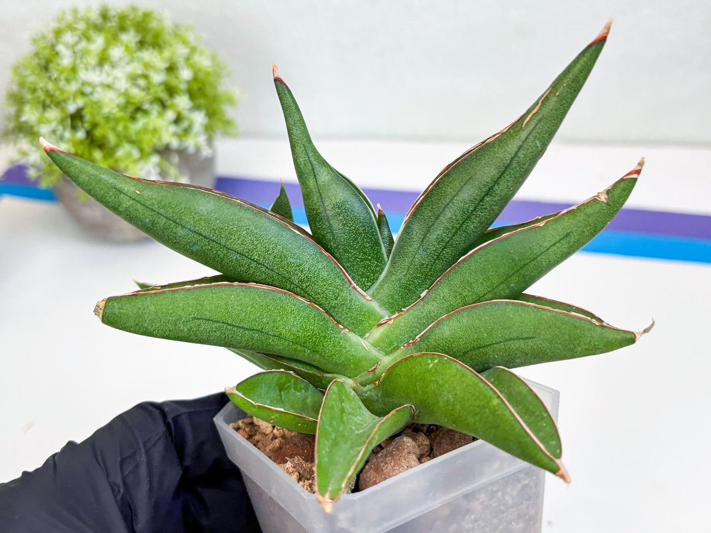 Sansevieria Robo (Ha15) (b) | Rare Hybrid Species