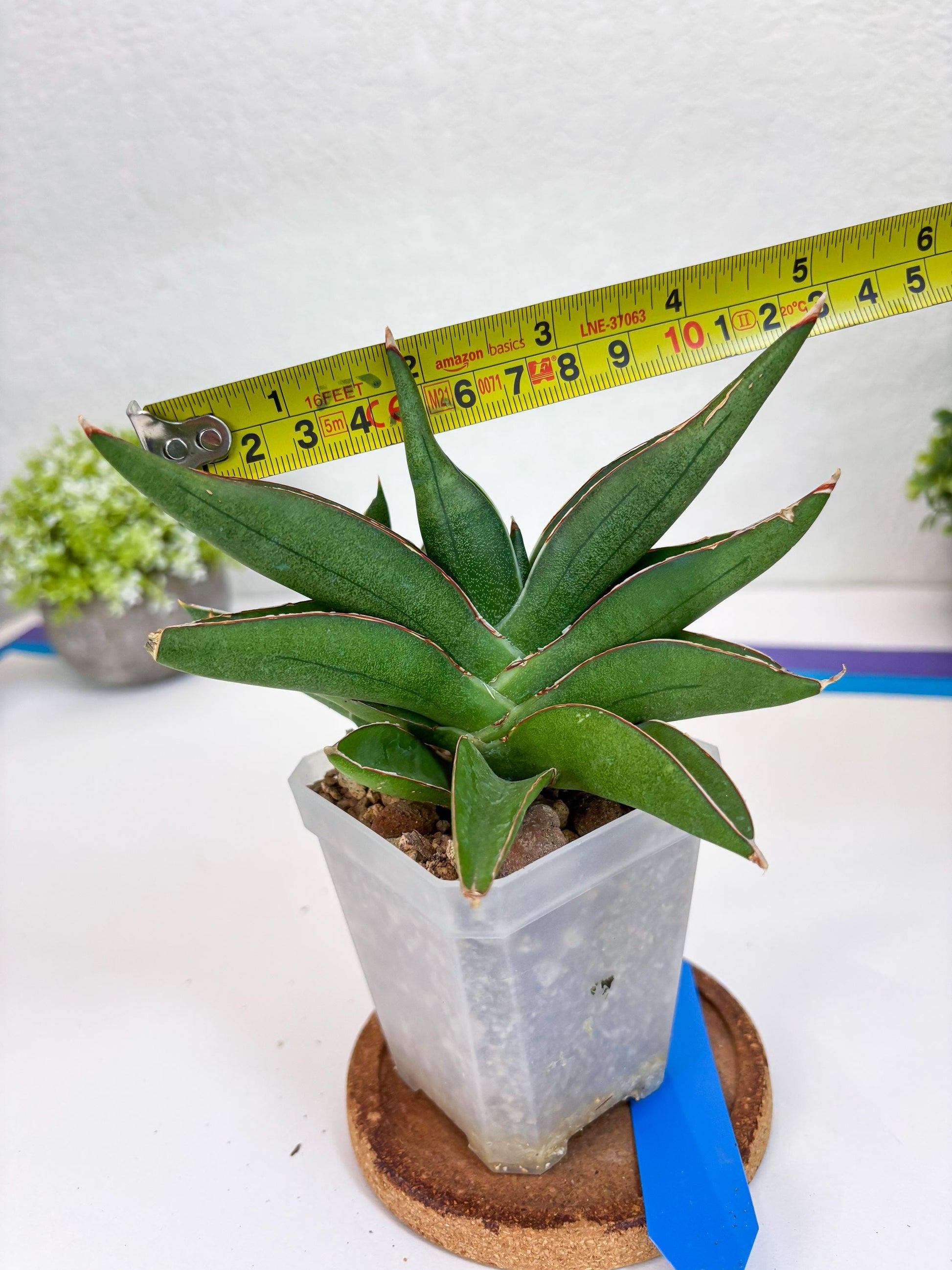 Sansevieria Robo (Ha15) (b) | Rare Hybrid Species
