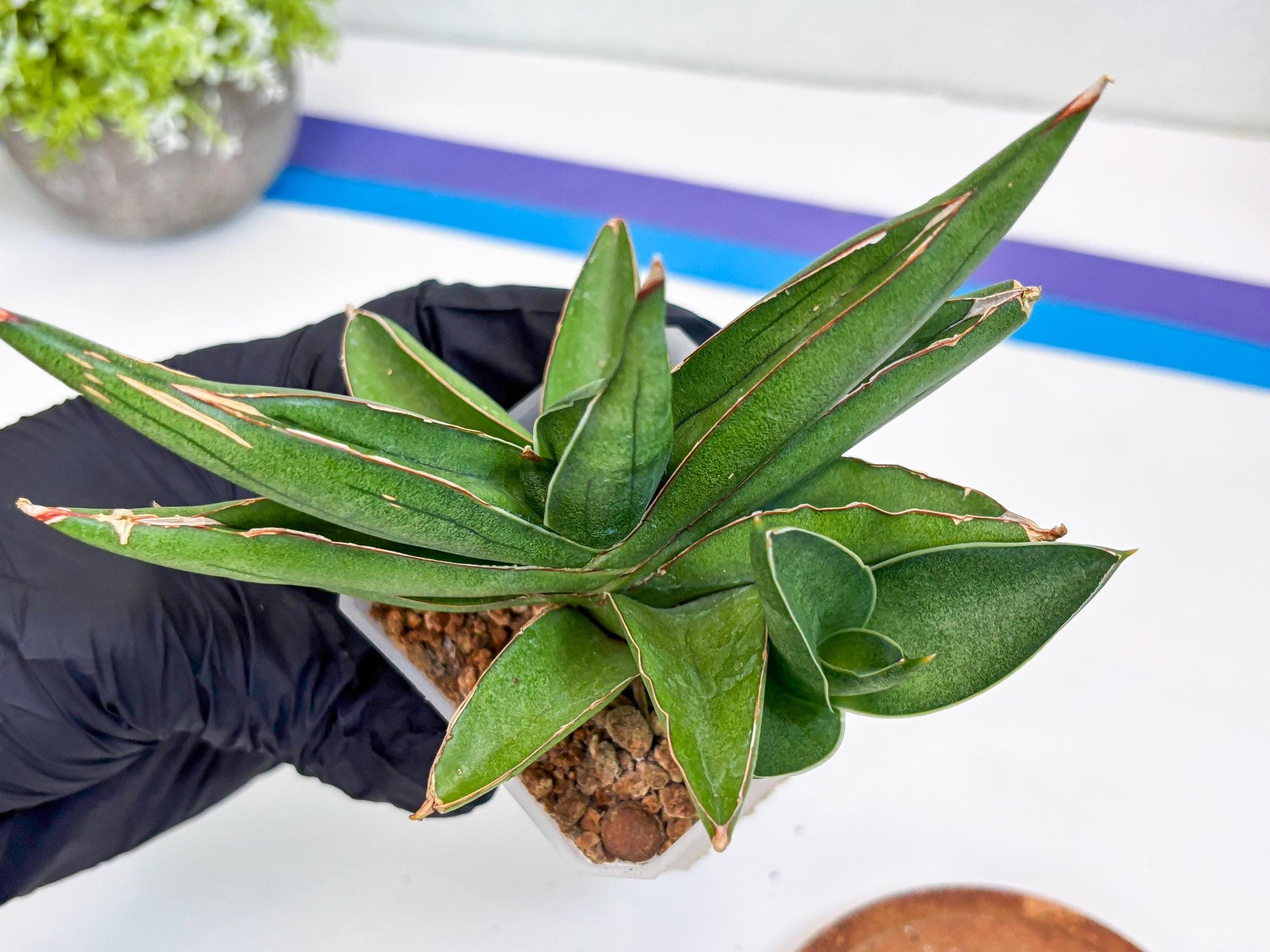 Sansevieria Robo (Ha15) (b) | Rare Hybrid Species