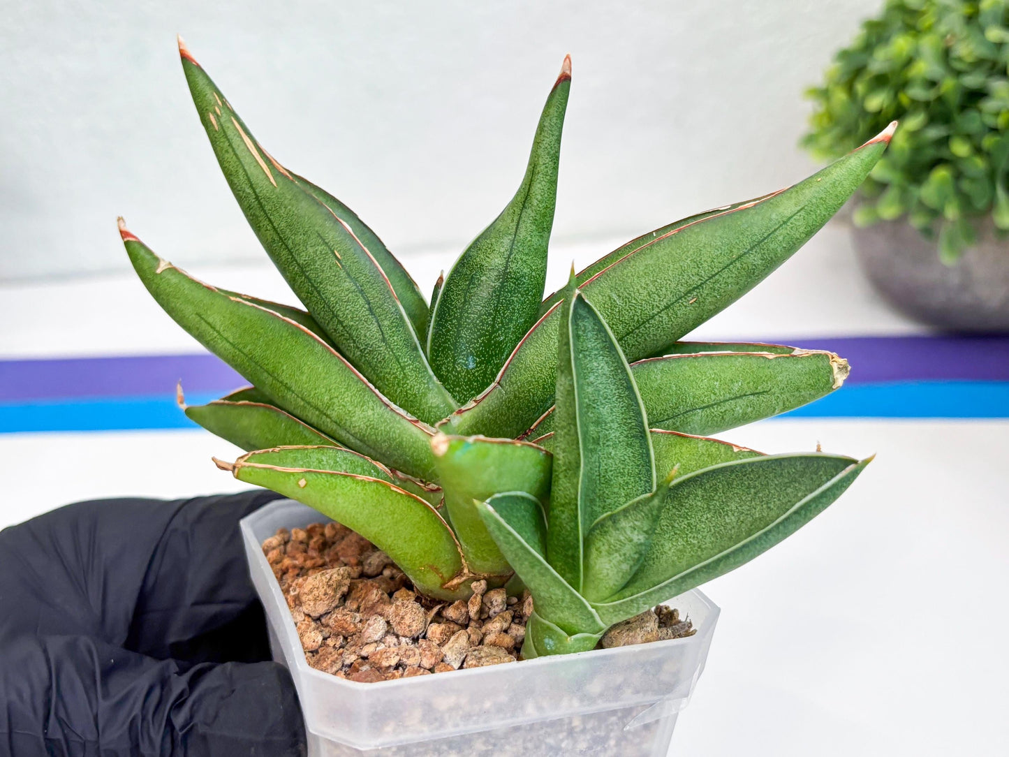 Sansevieria Robo (Ha15) (b) | Rare Hybrid Species