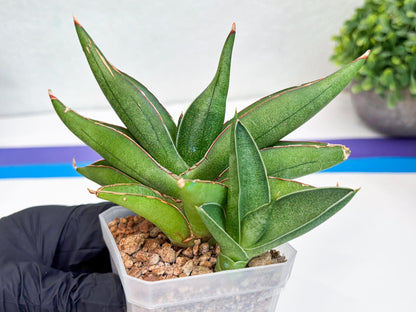 Sansevieria Robo (Ha15) (b) | Rare Hybrid Species