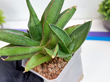 Sansevieria Robo (Ha15) (b) | Rare Hybrid Species