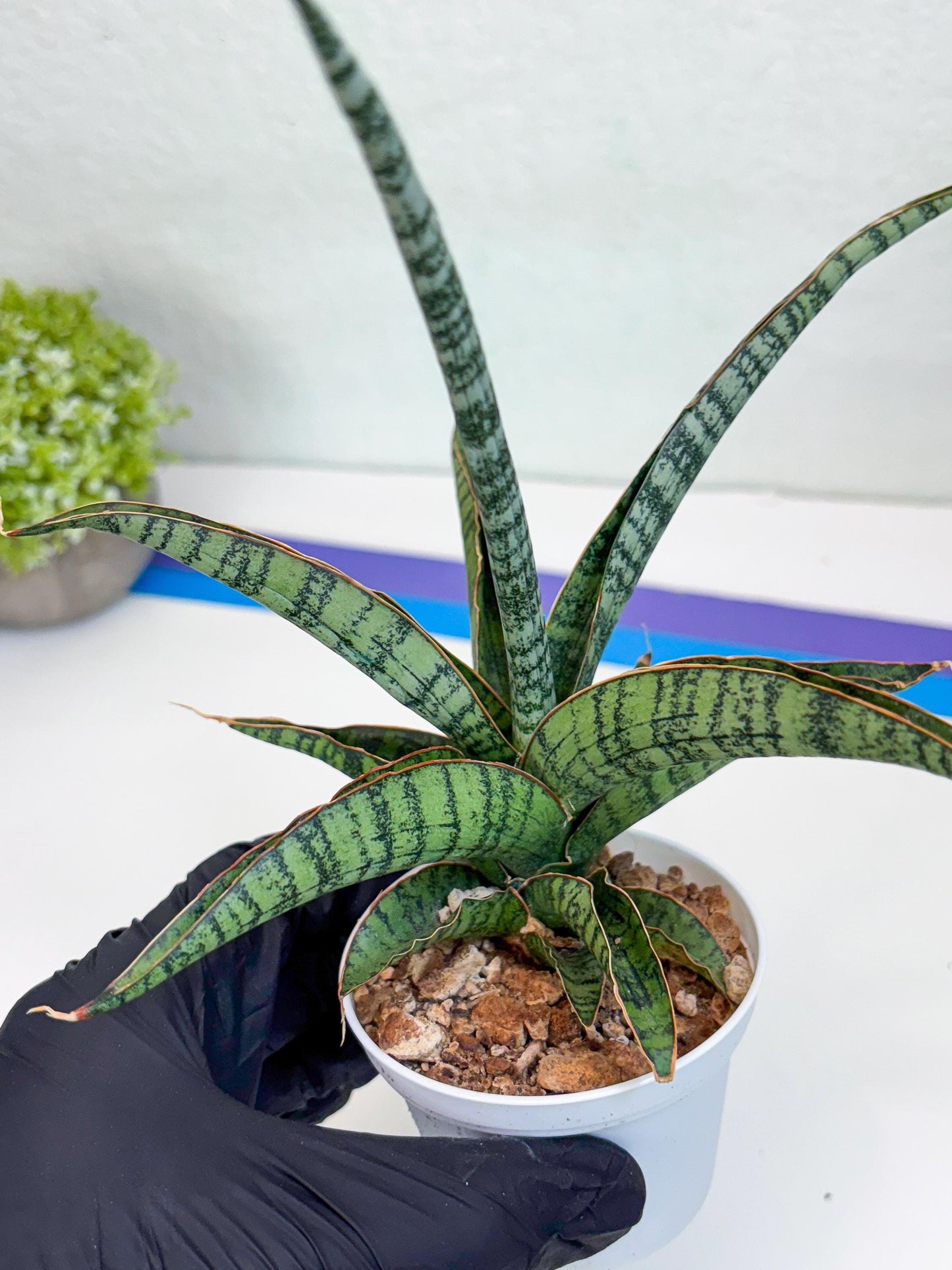 Sansevieria Silver Mottled (H16) | Imported Snake Plants