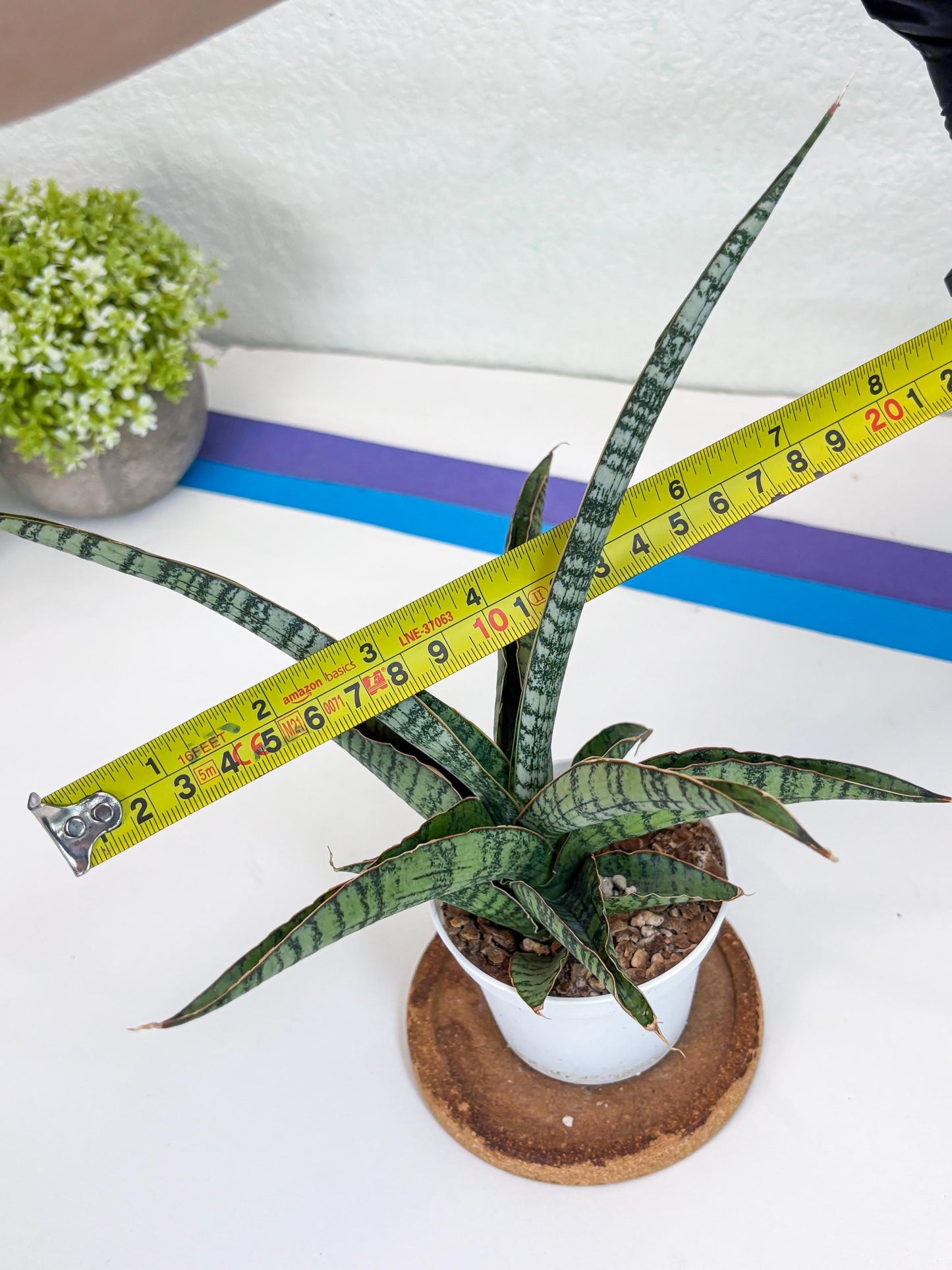 Sansevieria Silver Mottled (H16) | Imported Snake Plants