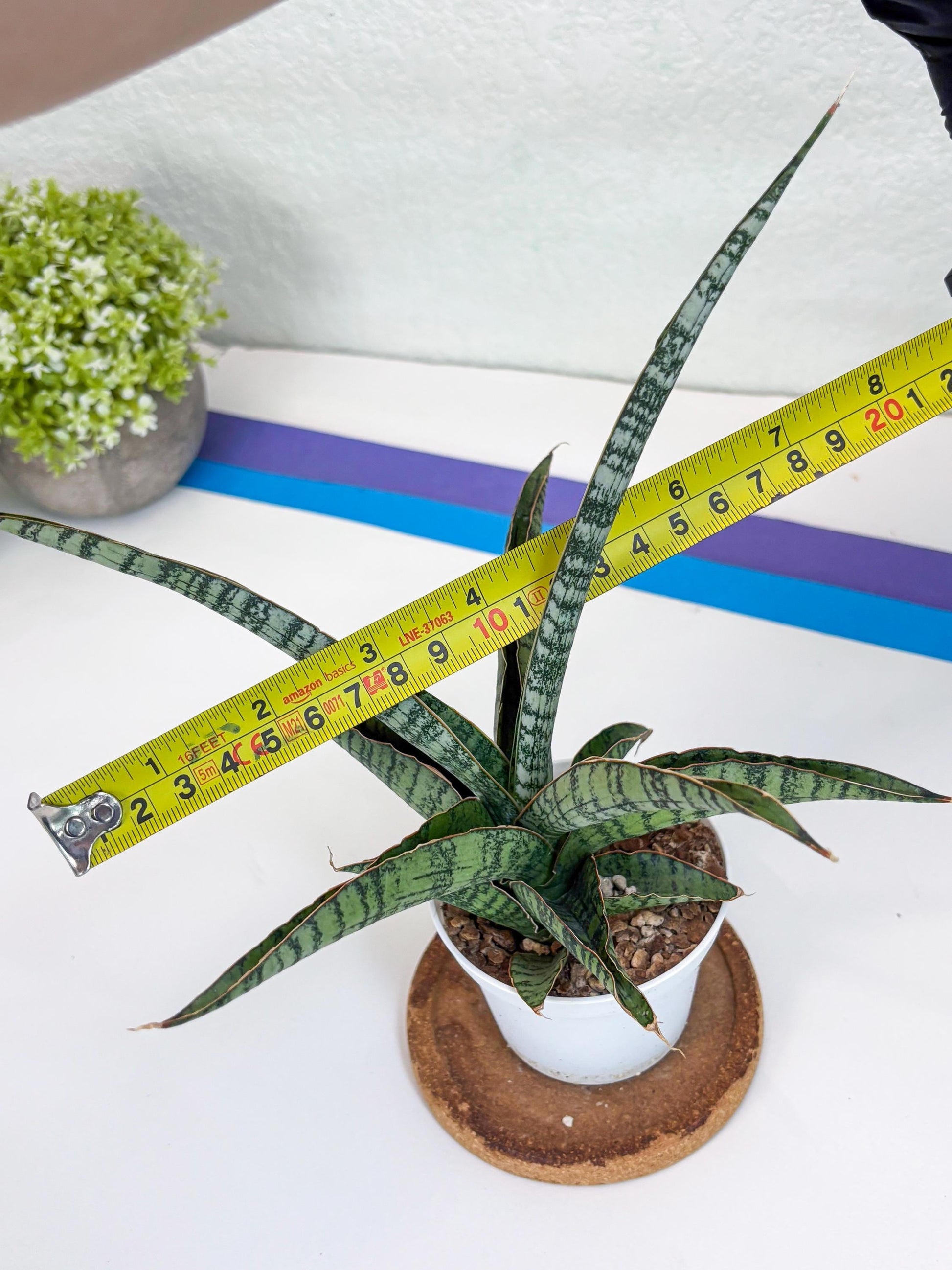 Sansevieria Silver Mottled (H16) | Imported Snake Plants