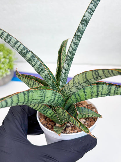 Sansevieria Silver Mottled (H16) | Imported Snake Plants