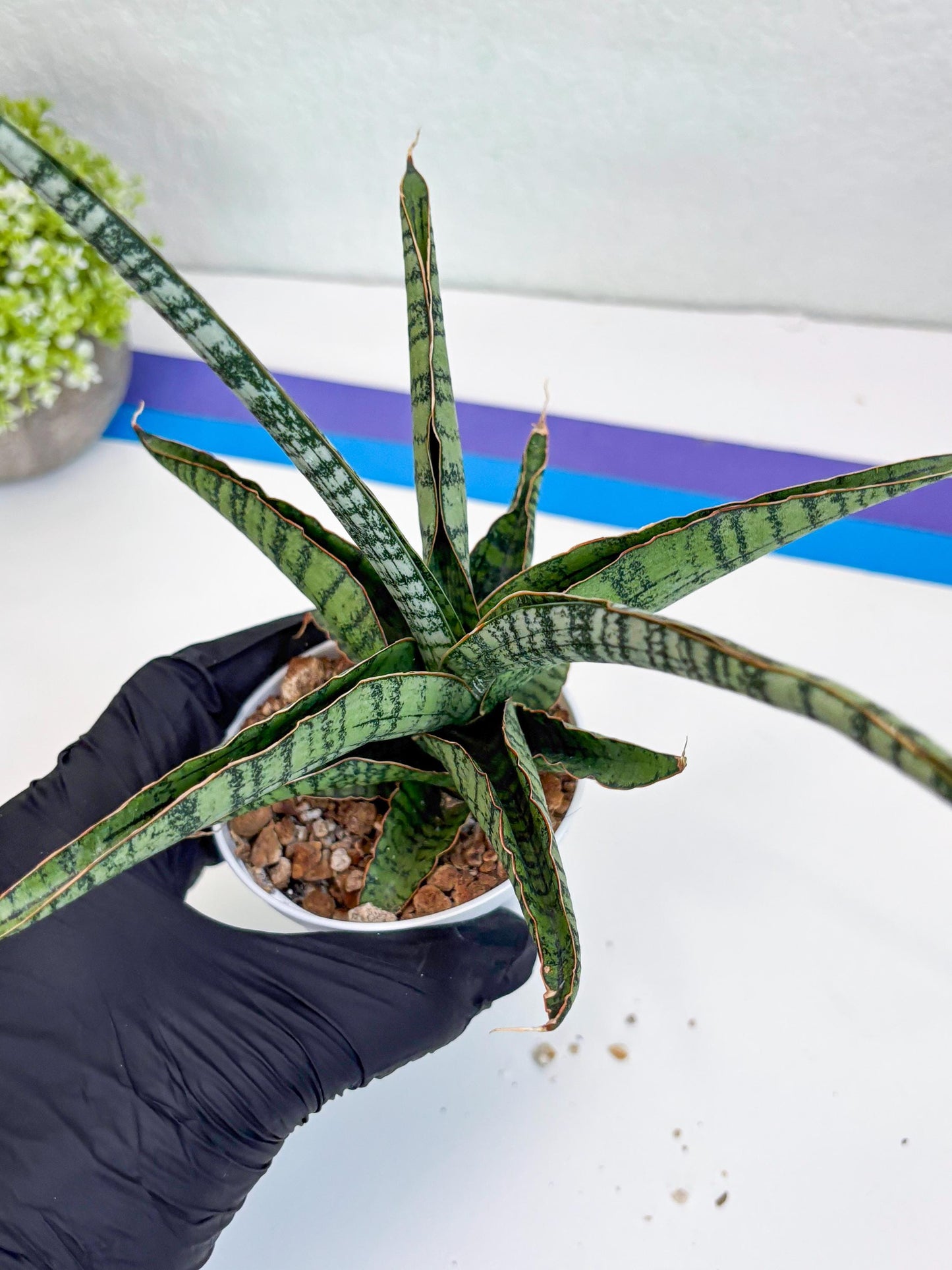 Sansevieria Silver Mottled (H16) | Imported Snake Plants