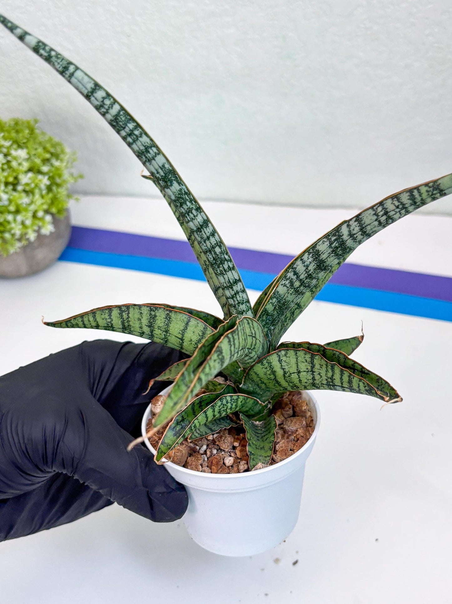 Sansevieria Silver Mottled (H16) | Imported Snake Plants