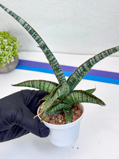 Sansevieria Silver Mottled (H16) | Imported Snake Plants