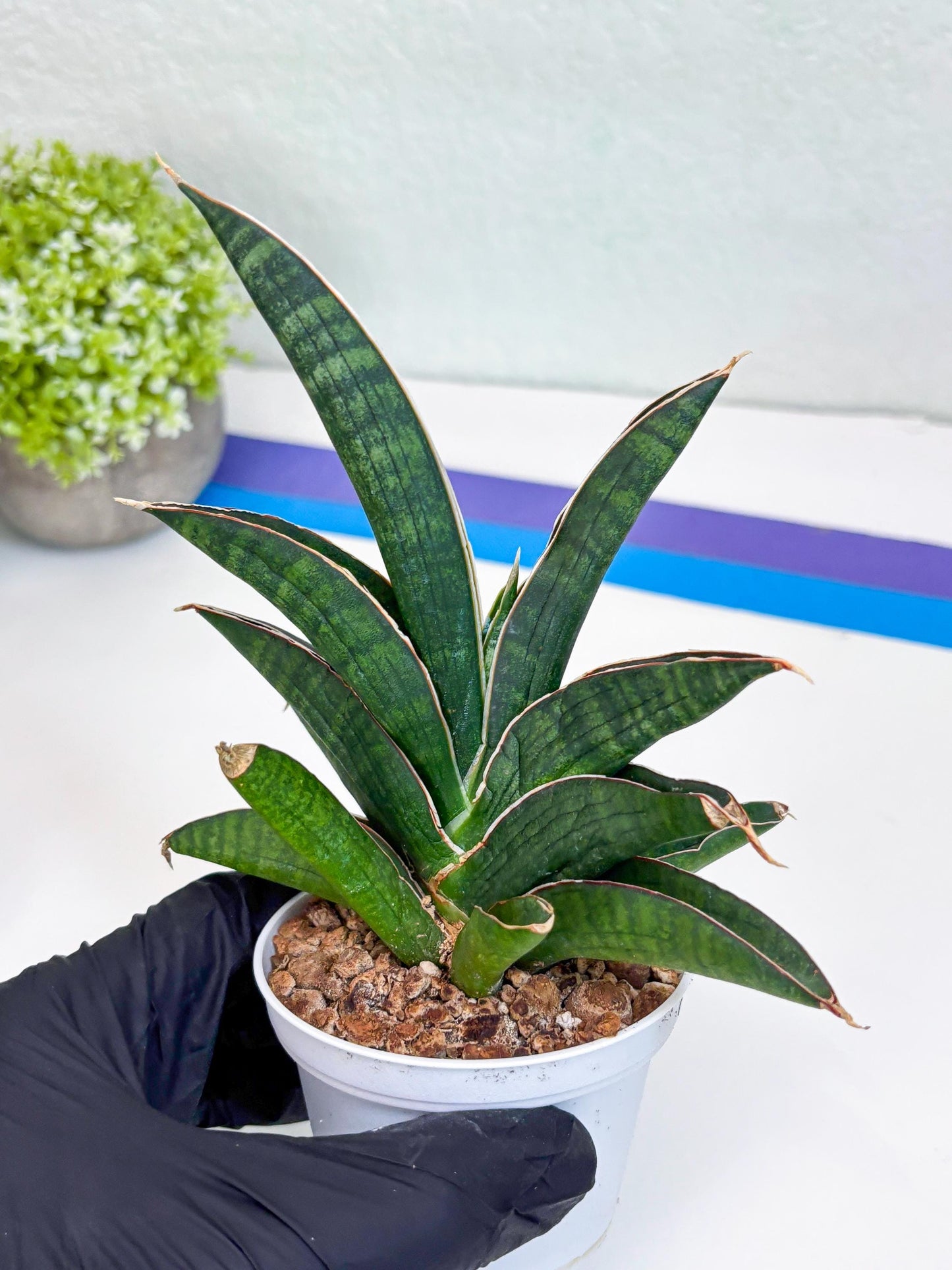 Sansevieria Argopuro (H17) | Invest in joy—start with a rare plant.