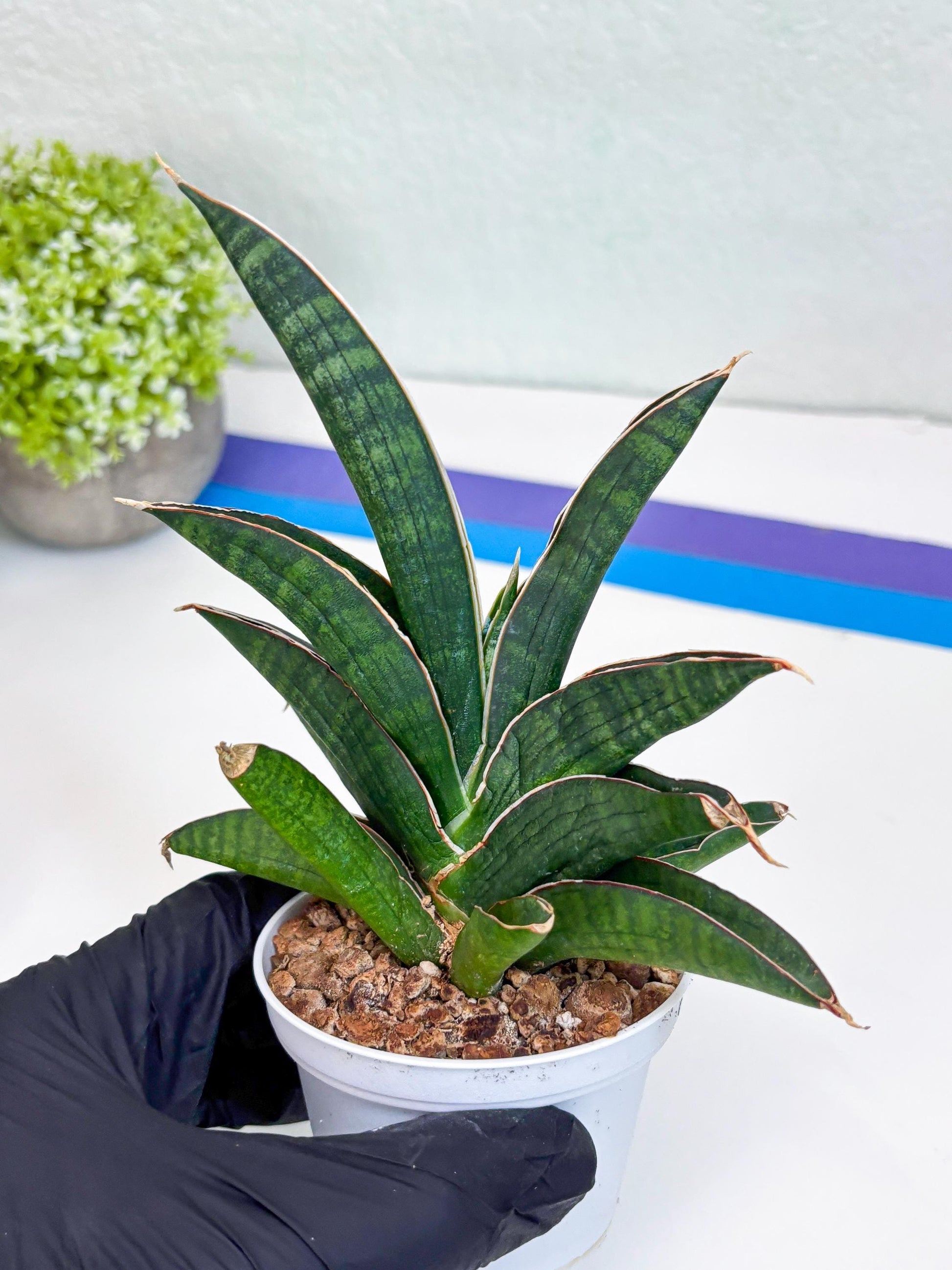 Sansevieria Argopuro (H17) | Invest in joy—start with a rare plant.