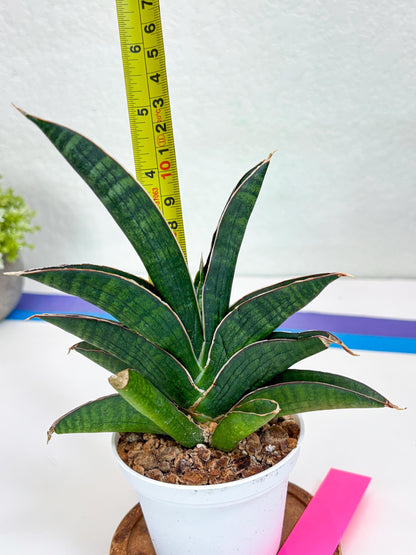 Sansevieria Argopuro (H17) | Invest in joy—start with a rare plant.