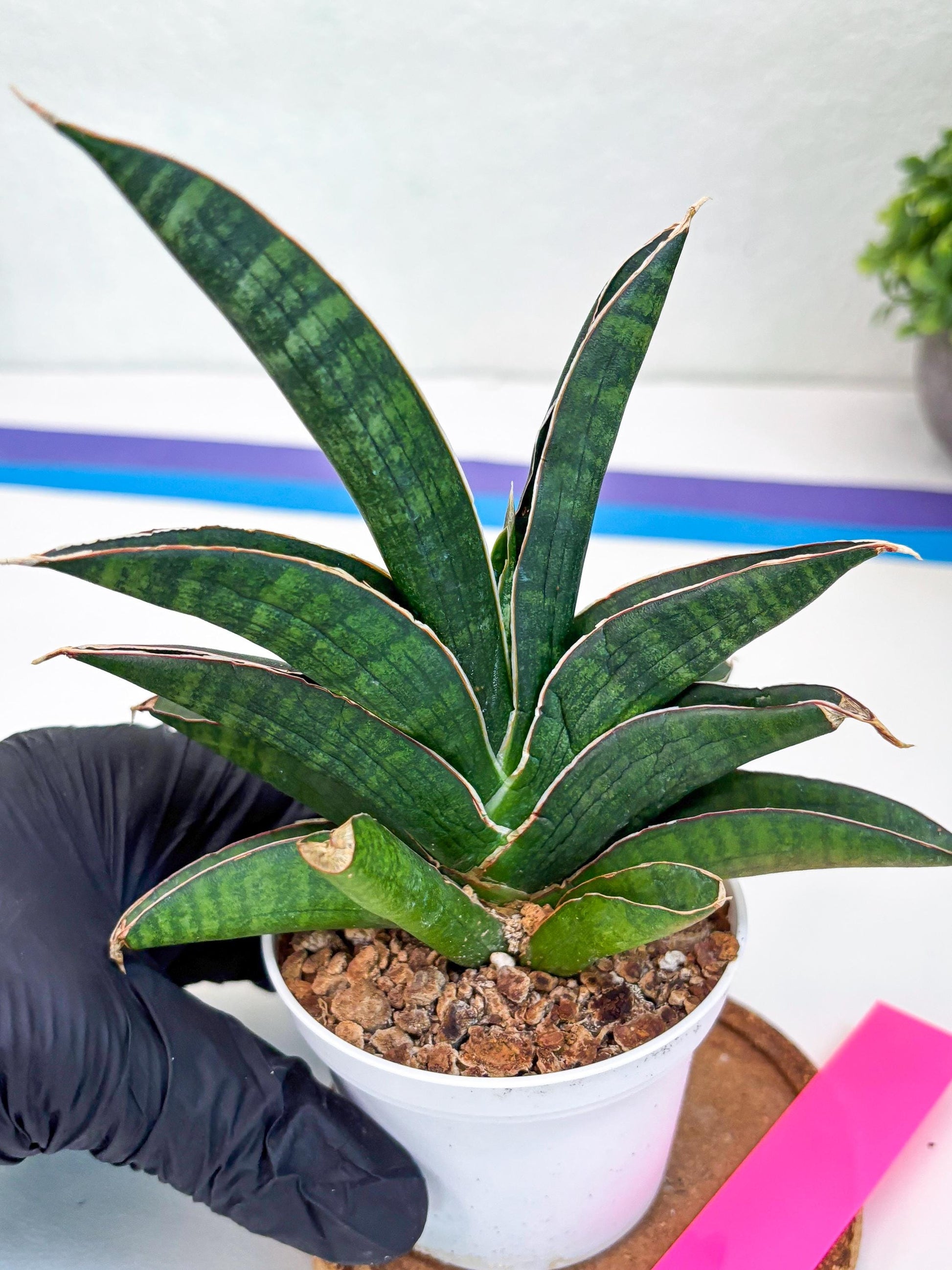 Sansevieria Argopuro (H17) | Invest in joy—start with a rare plant.