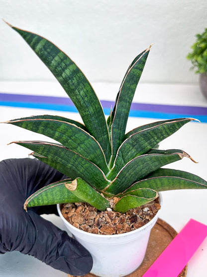 Sansevieria Argopuro (H17) | Invest in joy—start with a rare plant.