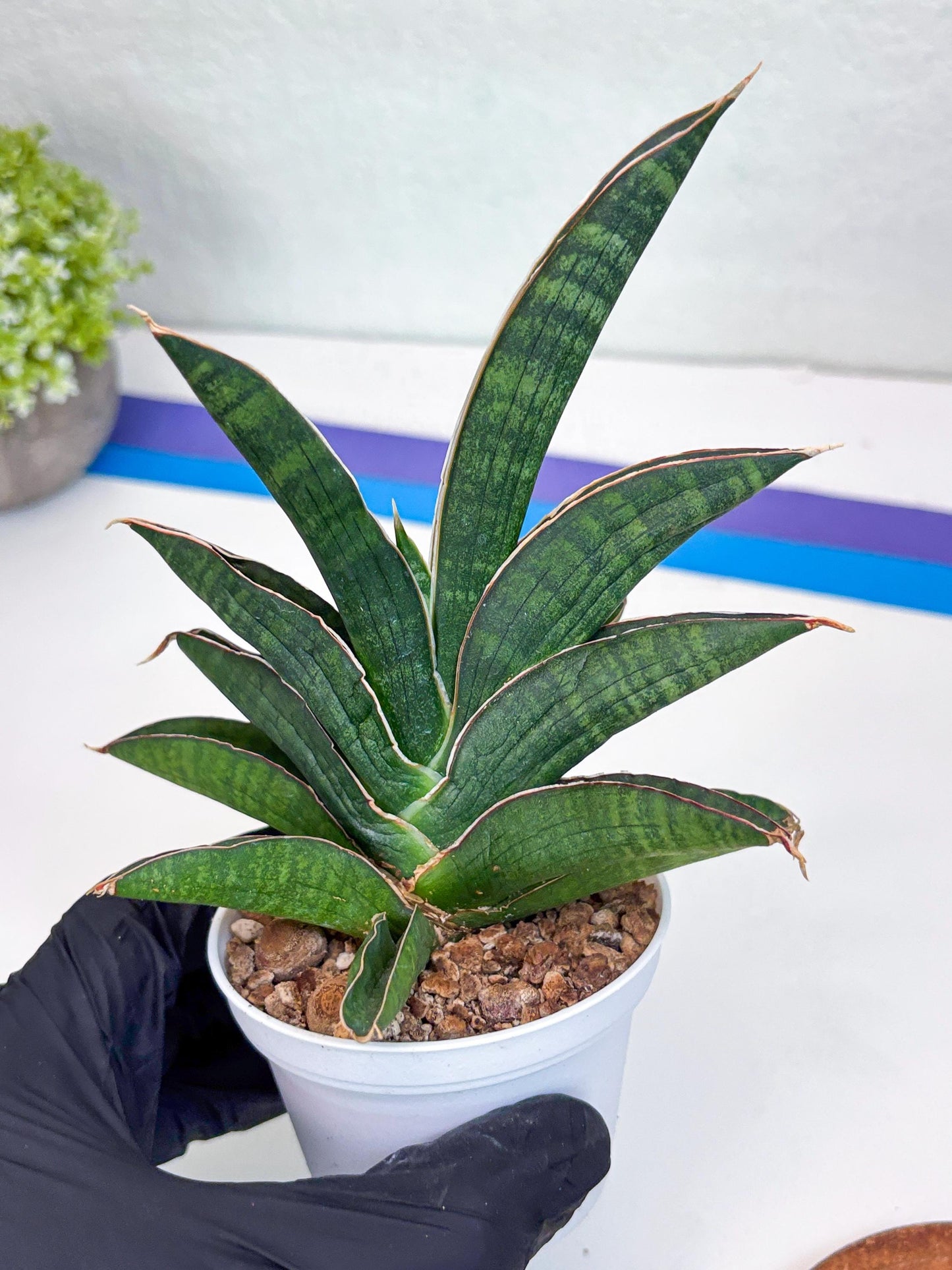 Sansevieria Argopuro (H17) | Invest in joy—start with a rare plant.