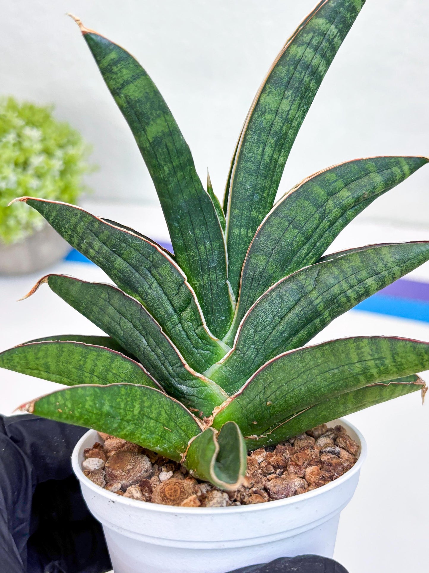 Sansevieria Argopuro (H17) | Invest in joy—start with a rare plant.