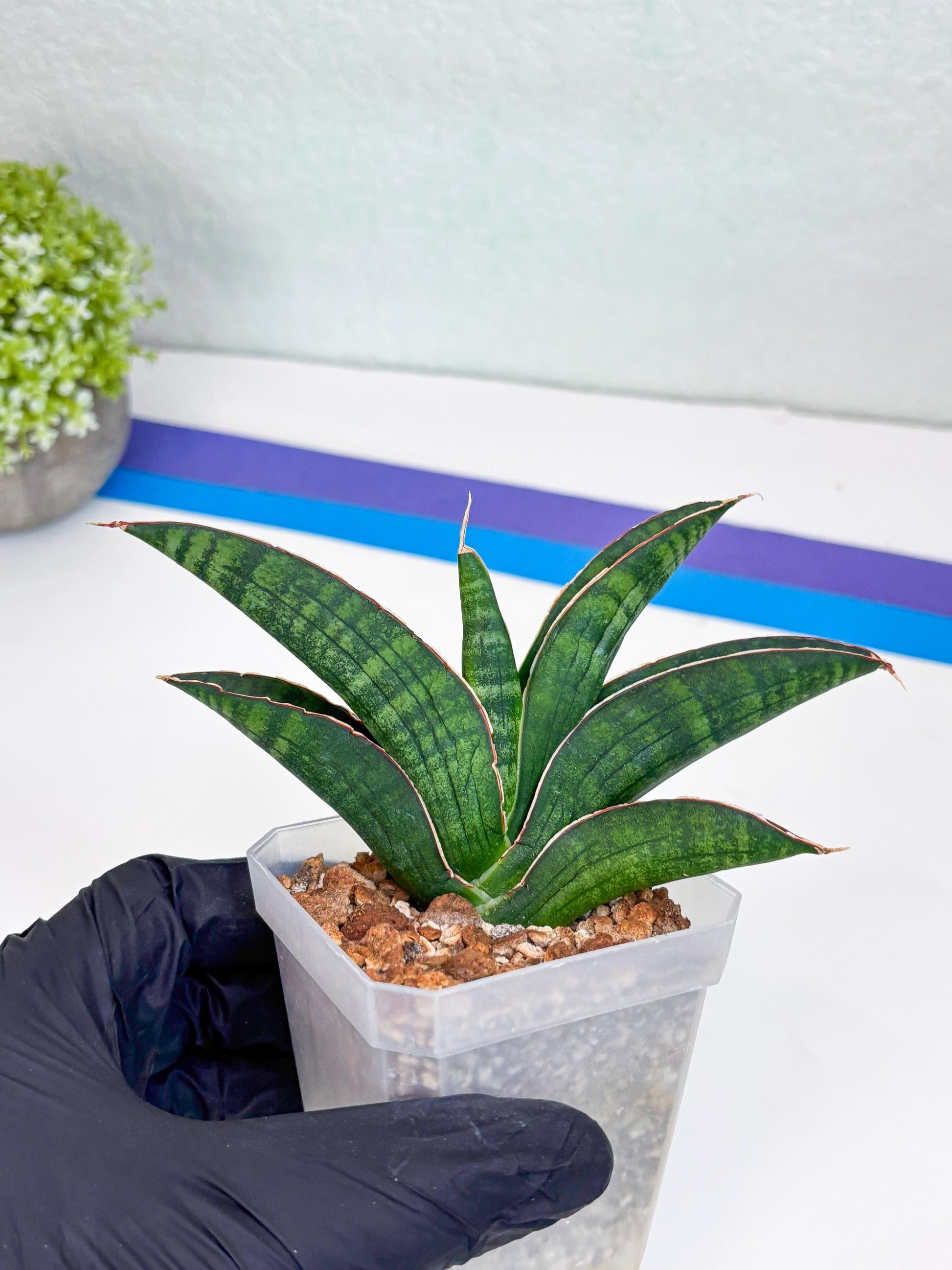 Sansevieria Argopuro (Ha17) (y) | Imported Plant