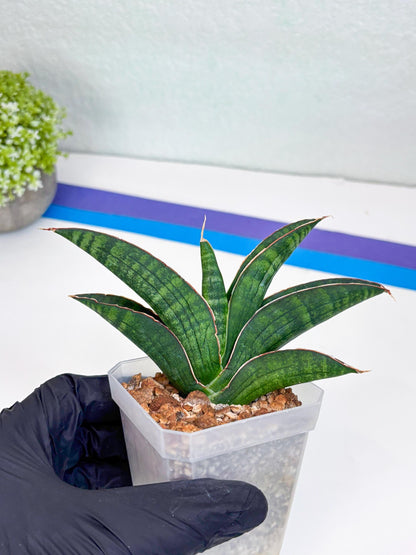 Sansevieria Argopuro (Ha17) (y) | Imported Plant
