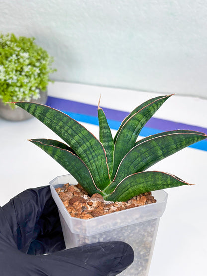 Sansevieria Argopuro (Ha17) (y) | Imported Plant