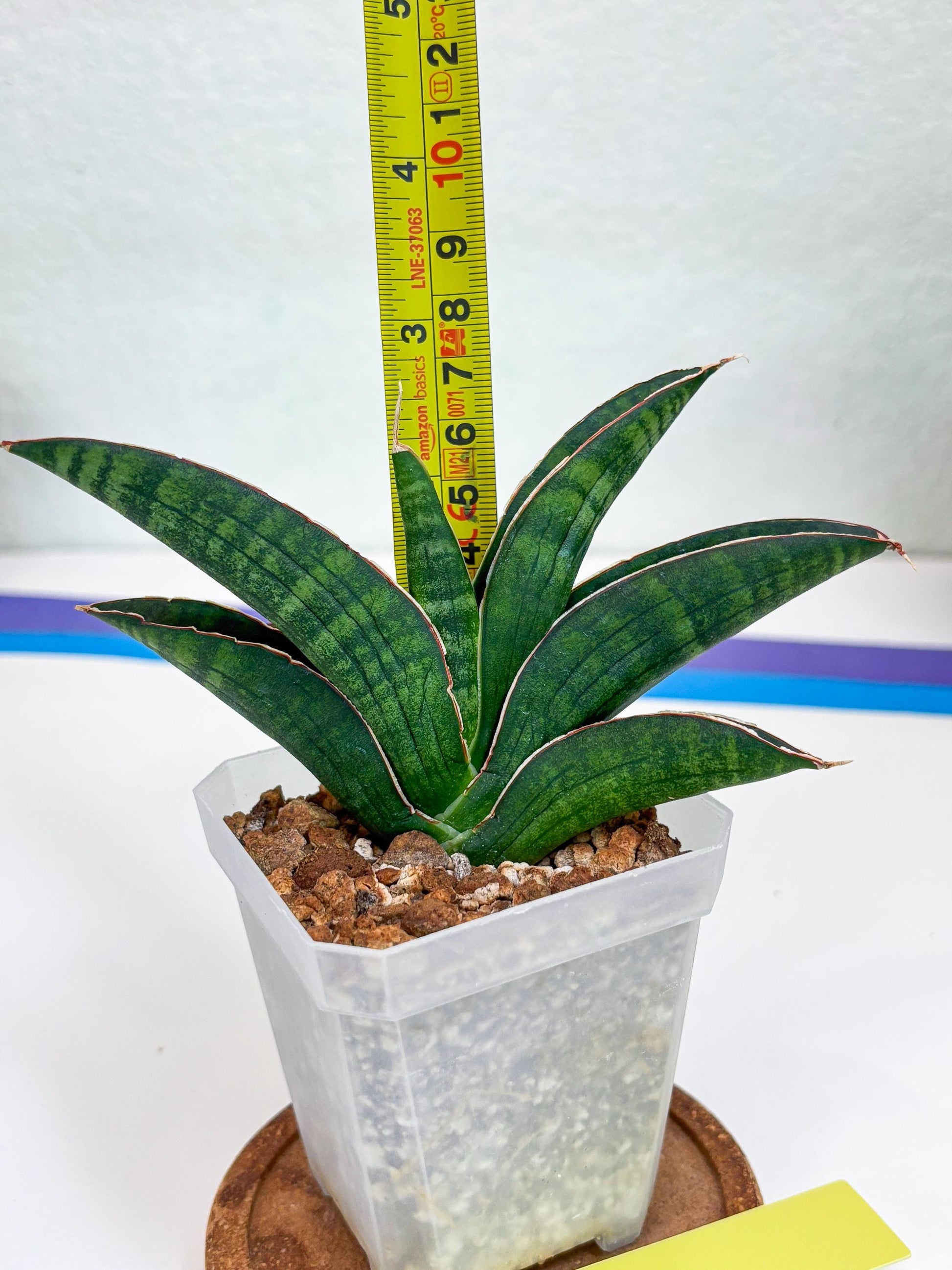 Sansevieria Argopuro (Ha17) (y) | Imported Plant