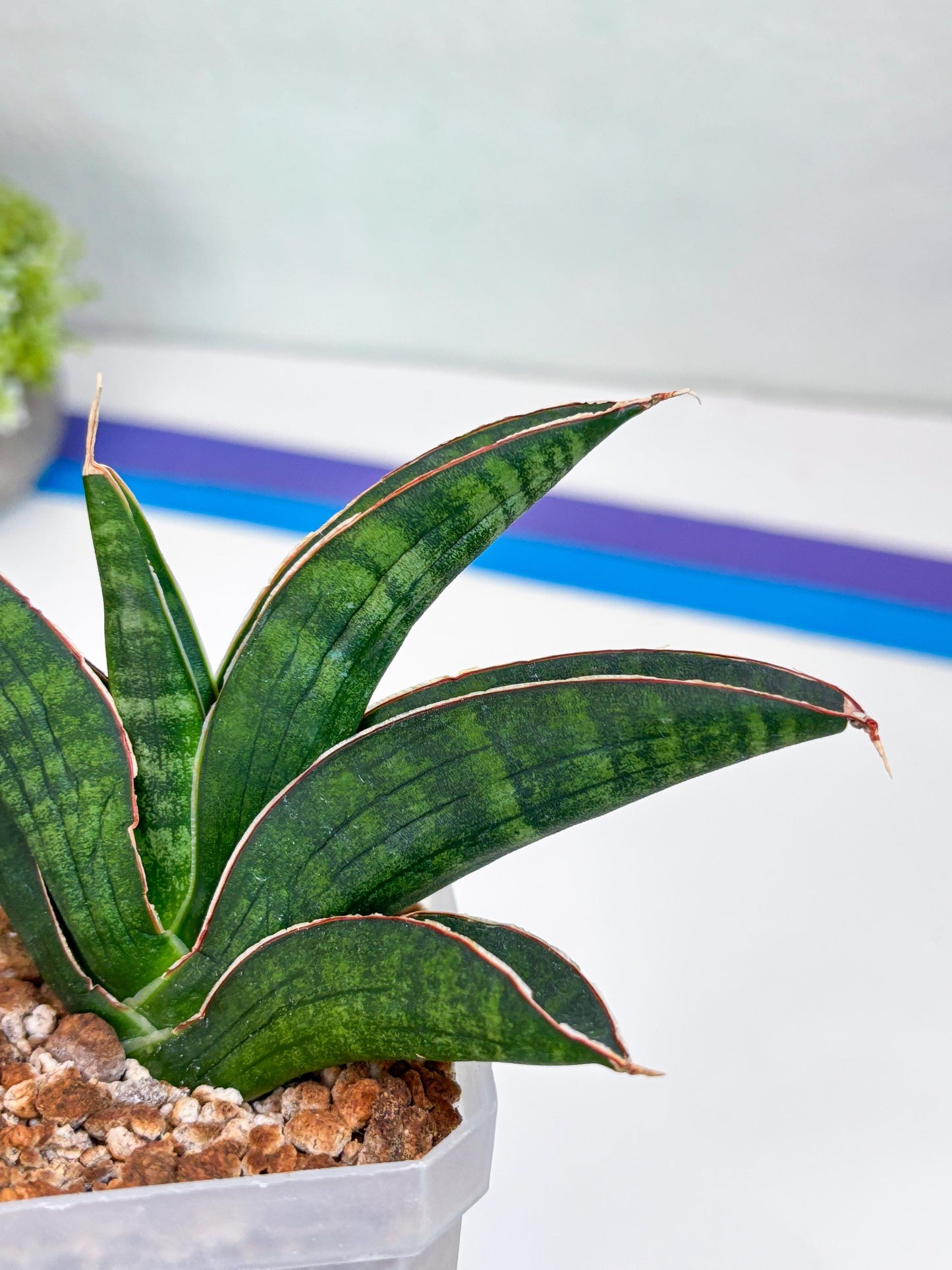 Sansevieria Argopuro (Ha17) (y) | Imported Plant