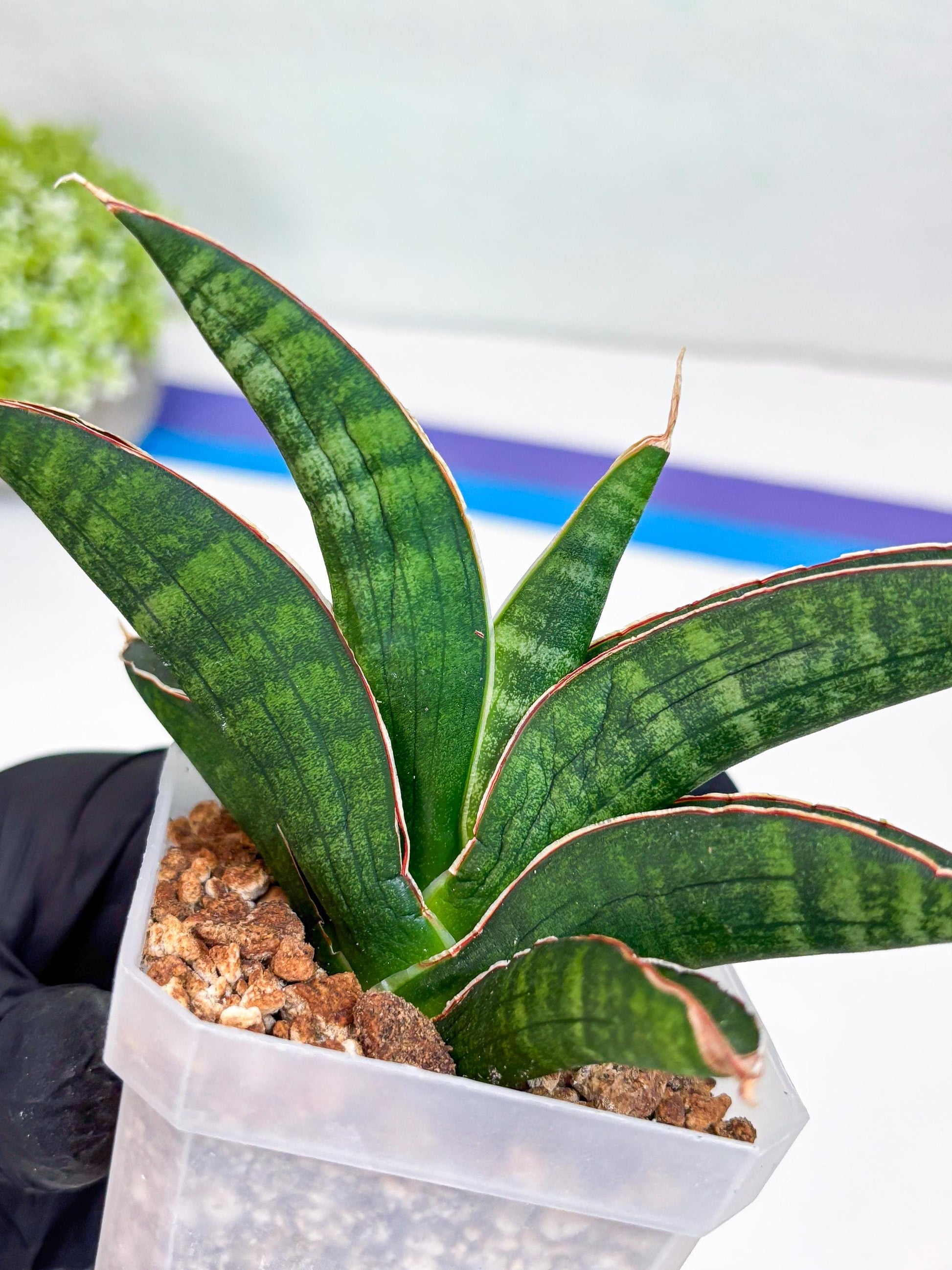 Sansevieria Argopuro (Ha17) (y) | Imported Plant