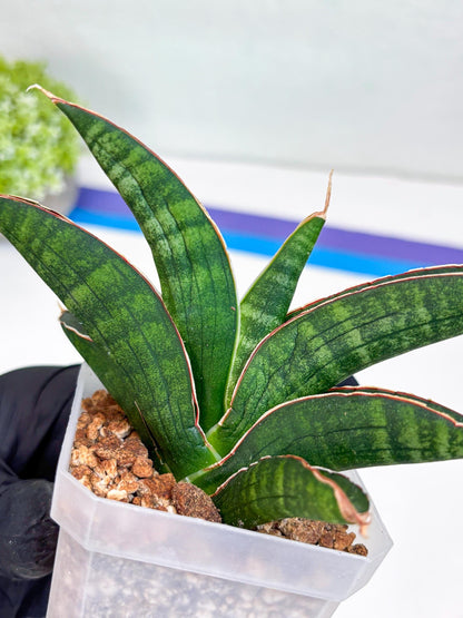 Sansevieria Argopuro (Ha17) (y) | Imported Plant