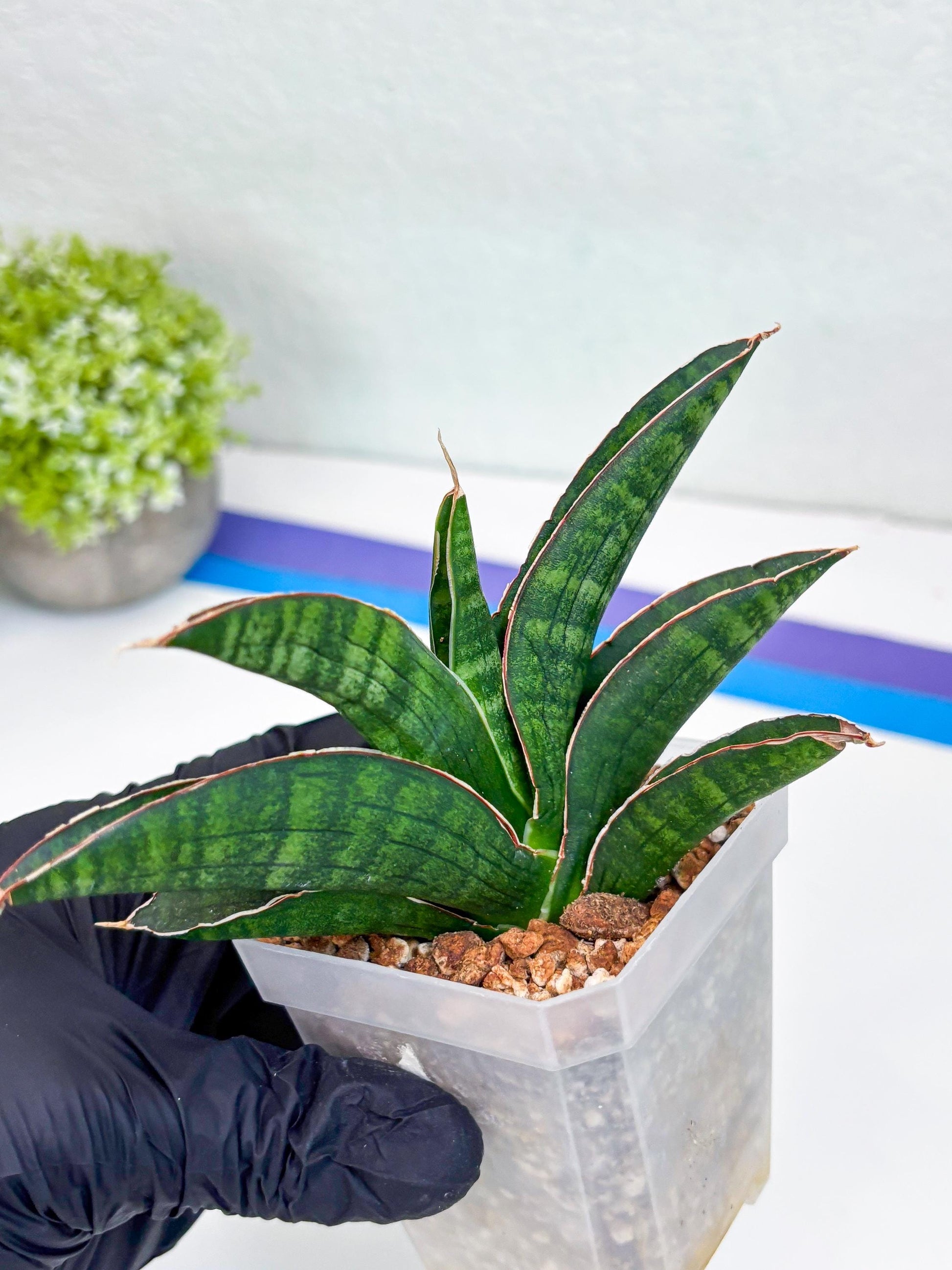 Sansevieria Argopuro (Ha17) (y) | Imported Plant