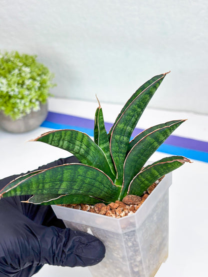 Sansevieria Argopuro (Ha17) (y) | Imported Plant