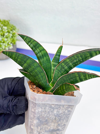 Sansevieria Argopuro (Ha17) (y) | Imported Plant