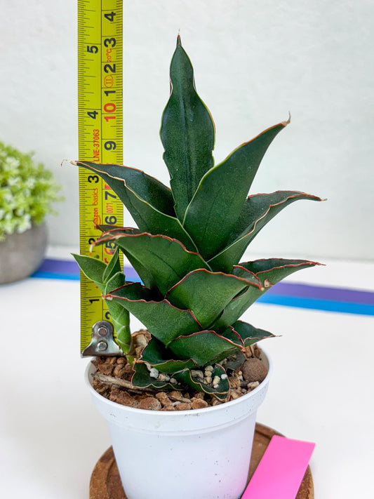 Sansevieria Marlena (H18) | Imported Plants | Rare Hybrid Species