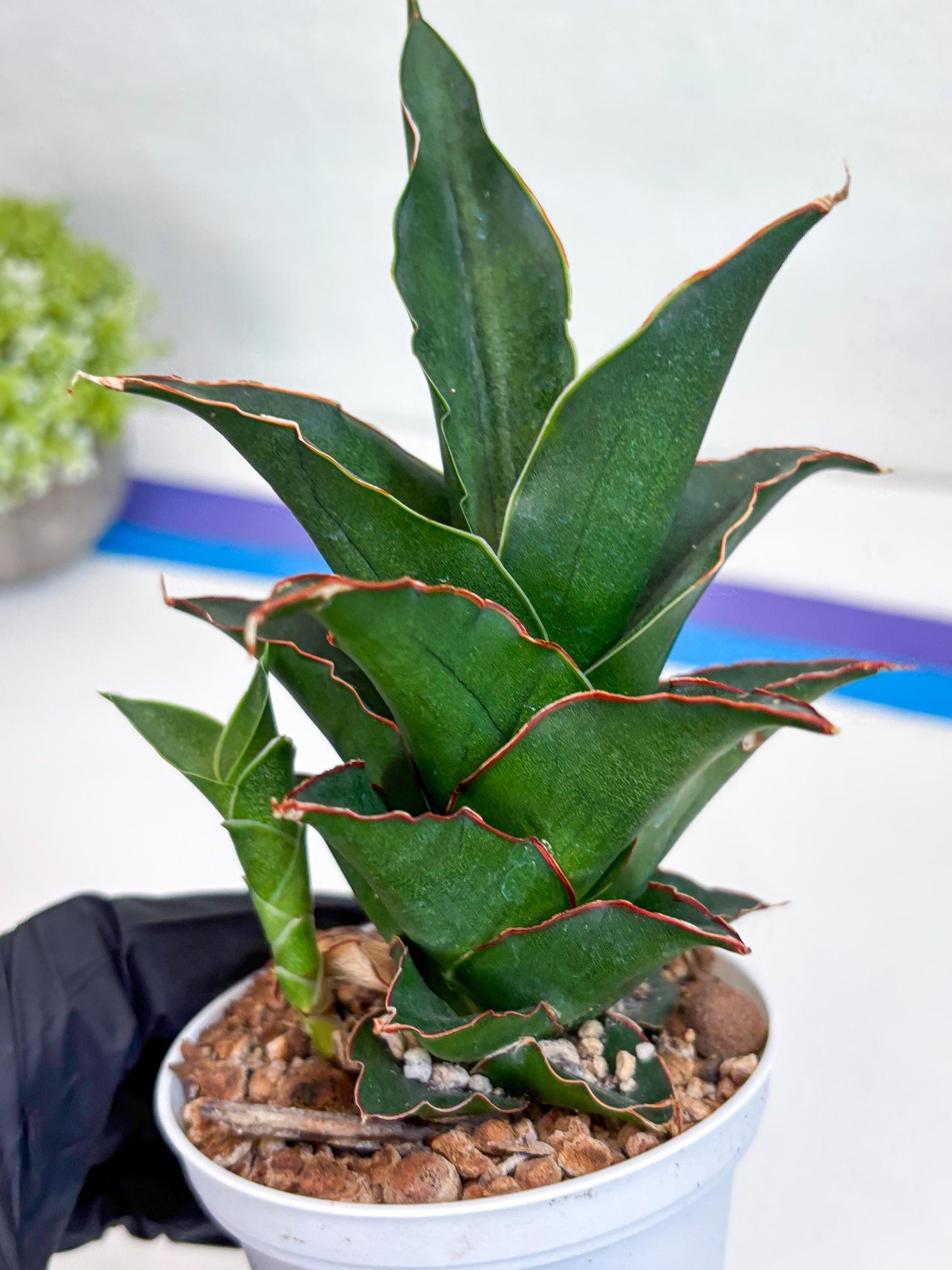 Sansevieria Marlena (H18) | Imported Plants | Rare Hybrid Species