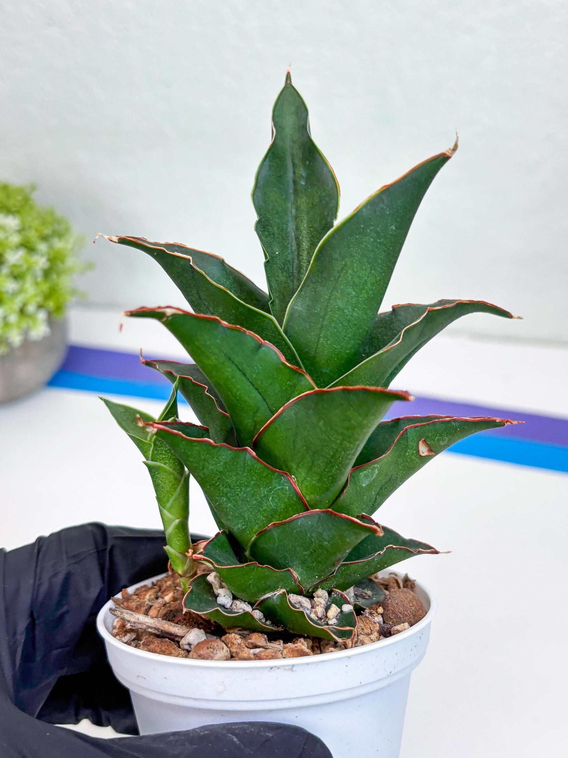 Sansevieria Marlena (H18) | Imported Plants | Rare Hybrid Species