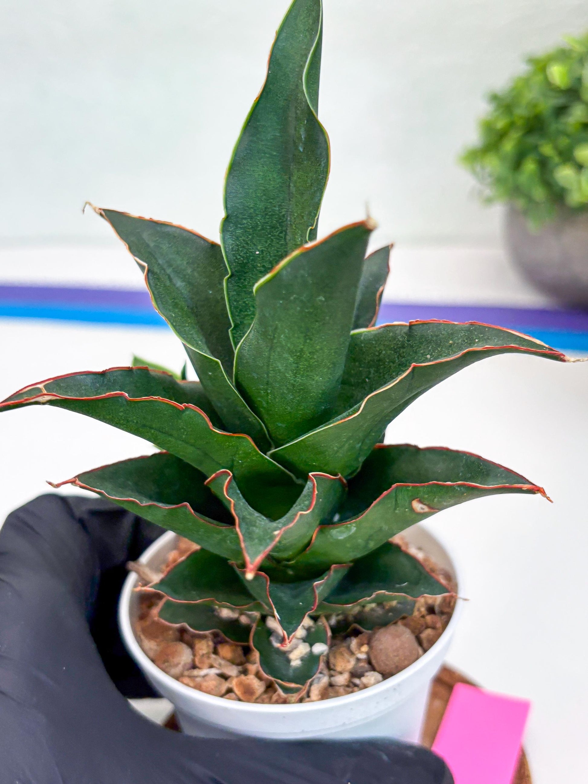 Sansevieria Marlena (H18) | Imported Plants | Rare Hybrid Species