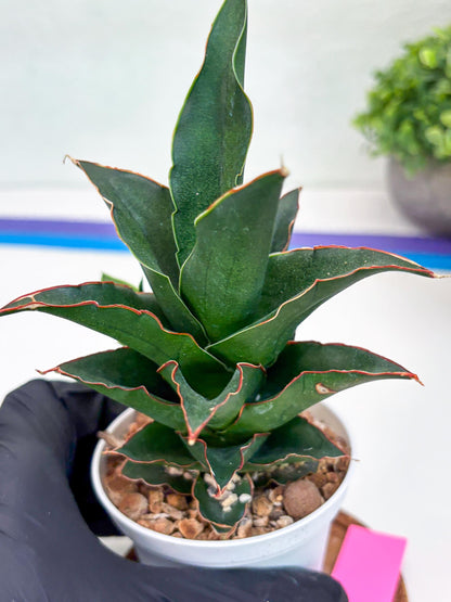 Sansevieria Marlena (H18) | Imported Plants | Rare Hybrid Species