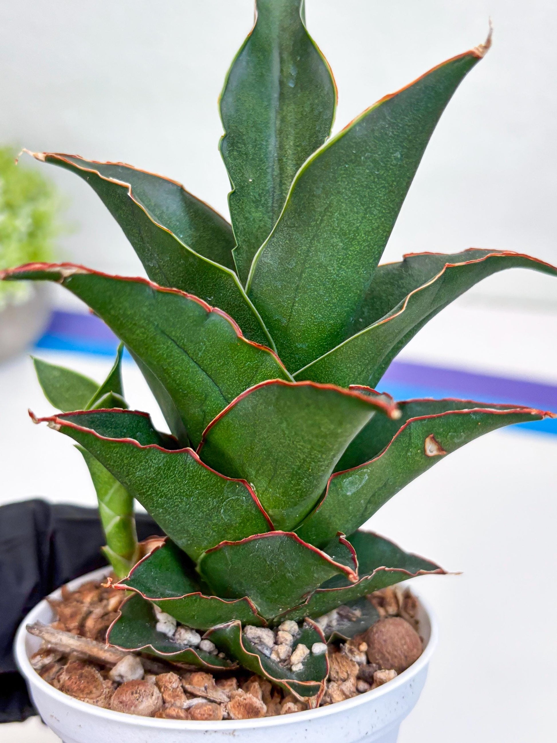 Sansevieria Marlena (H18) | Imported Plants | Rare Hybrid Species